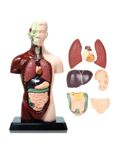 Modelo de Cuerpo Humano 8 Piezas ZYOUWEUS 24.4 cm Educativo