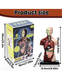 Modelo de Cuerpo Humano 8 Piezas ZYOUWEUS 24.4 cm Educativo 2
