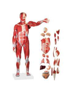 Modelo Anatómico Humano Muscular Wellden 27 Partes 80cm