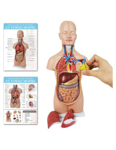 Modelo de Torso Humano Removible 20 cm 12 Partes Nuevo Horizonte
