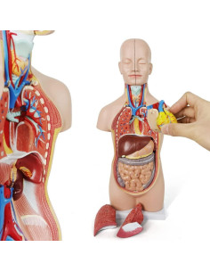 Modelo de Torso Humano Removible 20 cm 12 Partes Nuevo Horizonte 2