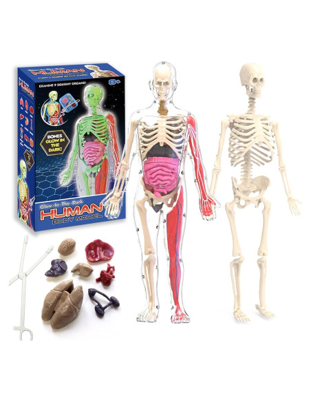 Kit de Esqueleto Humano LUCKY GUESS 40 Piezas Brillantes Kit de Esqueleto Humano LUCKY GUESS 40 Piezas Brillantes
