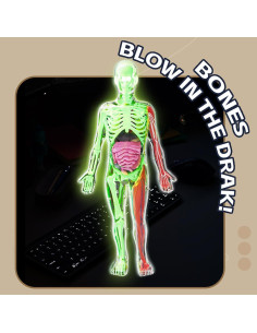 Kit de Esqueleto Humano LUCKY GUESS 40 Piezas Brillantes 2