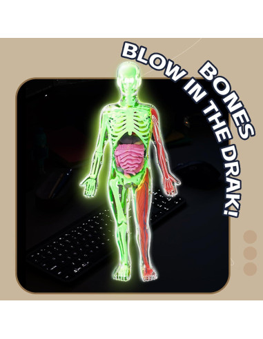 Kit de Esqueleto Humano LUCKY GUESS 40 Piezas Brillantes