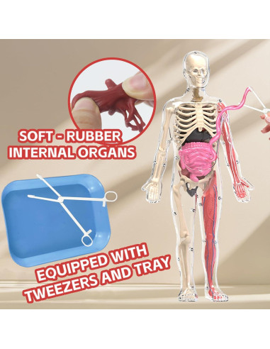 Kit de Esqueleto Humano LUCKY GUESS 40 Piezas Brillantes