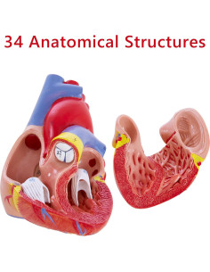 Modelo de Corazón Humano 3D Ruiishunyy 22.86x10.99 cm 2