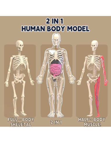 Kit de Esqueleto Humano LUCKY GUESS 40 Piezas Brillantes