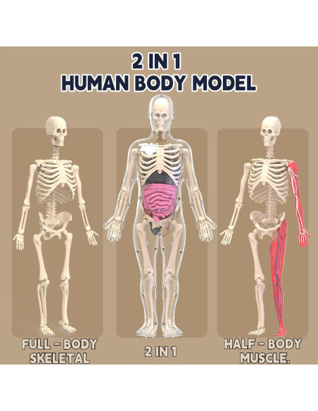 Kit de Esqueleto Humano LUCKY GUESS 40 Piezas Brillantes Kit de Esqueleto Humano LUCKY GUESS 40 Piezas Brillantes