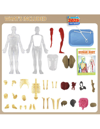 Kit de Esqueleto Humano LUCKY GUESS 40 Piezas Brillantes