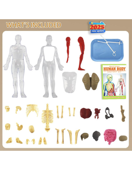 Kit de Esqueleto Humano LUCKY GUESS 40 Piezas Brillantes Kit de Esqueleto Humano LUCKY GUESS 40 Piezas Brillantes