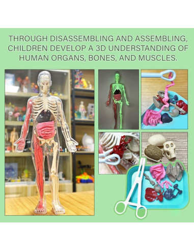Kit de Esqueleto Humano LUCKY GUESS 40 Piezas Brillantes