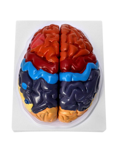 Modelo Anatómico de Cerebro Humano QWORK 20.5x17x15 cm