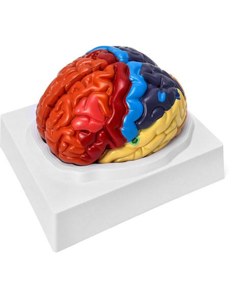 Modelo Anatómico de Cerebro Humano QWORK 20.5x17x15 cm