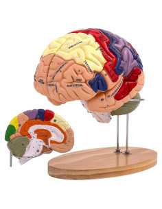 Modelo Anatómico del Cerebro Humano 2X SOEPOTIX Desmontable
