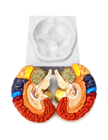 Modelo Anatómico de Cerebro Humano QWORK 20.5x17x15 cm