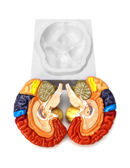 Modelo Anatómico de Cerebro Humano QWORK 20.5x17x15 cm