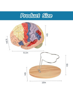 Modelo Anatómico del Cerebro Humano 2X SOEPOTIX Desmontable 2