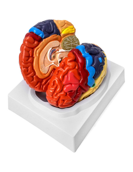 Modelo Anatómico de Cerebro Humano QWORK 20.5x17x15 cm
