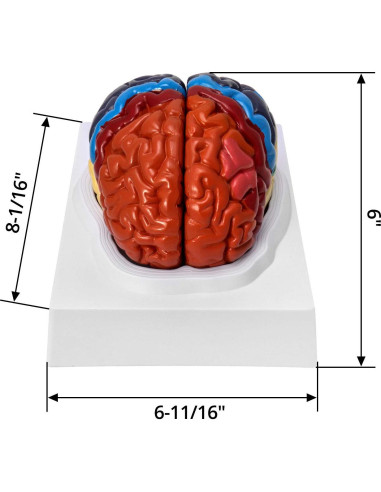 Modelo Anatómico de Cerebro Humano QWORK 20.5x17x15 cm