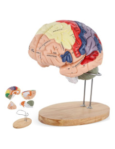 Modelo de Cerebro Humano BEAMNOVA Tamaño Natural con Etiquetas