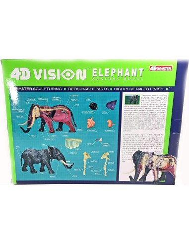 Modelo de Anatomía de Elefante 4DMaster 29 Piezas 24.5 cm