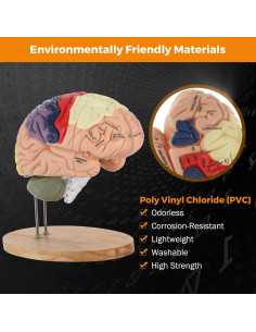 Modelo de Cerebro Humano BEAMNOVA Tamaño Natural con Etiquetas 2