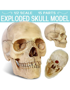 Modelo de Cráneo Humano 2025 NUEVO HORIZONTE 13.46cm 2