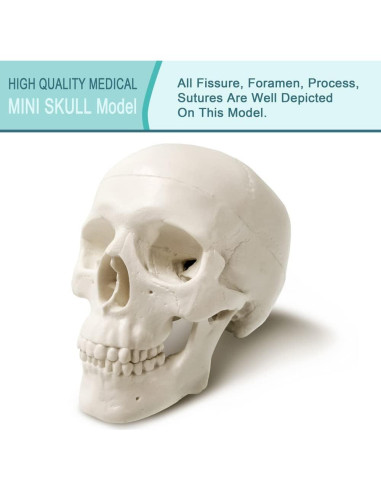 Modelo de Cráneo Humano con Cerebro Generies 2025 3 Partes