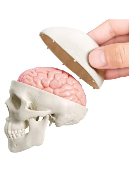 Modelo de Cráneo Humano con Cerebro Generies 2025 3 Partes Modelo de Cráneo Humano con Cerebro Generies 2025 3 Partes