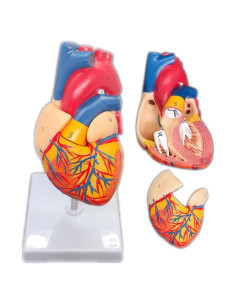 Modelo de Corazón Humano 2 Partes con 34 Estructuras Anatómicas