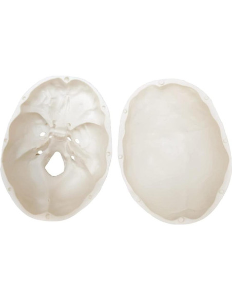 Modelo de Cráneo Humano con Cerebro Generies 2025 3 Partes Modelo de Cráneo Humano con Cerebro Generies 2025 3 Partes