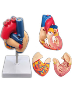 Modelo de Corazón Humano 2 Partes con 34 Estructuras Anatómicas 2