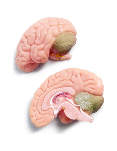 Modelo de Cráneo Humano con Cerebro Generies 2025 3 Partes