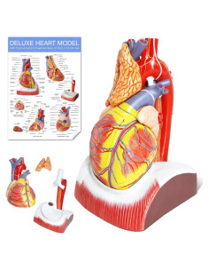 Modelo Anatómico Corazón Humano Deluxe EVOTECH 1.5X 10 Piezas