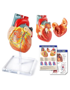Modelo de Corazón Humano 3D Anatomía 2 Partes PVC 14x14x13cm