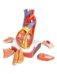 Modelo Anatómico Corazón Humano Deluxe EVOTECH 1.5X 10 Piezas 2
