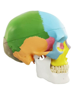 Modelo de Cráneo Humano Desmontable New Horizon 19x14x19cm 2