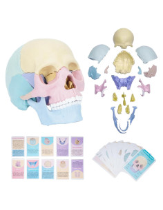 Modelo de Cráneo Humano Miniatura Awagas 17 Piezas Educativo