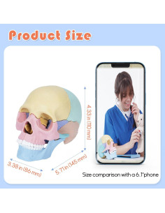 Modelo de Cráneo Humano Miniatura Awagas 17 Piezas Educativo 2