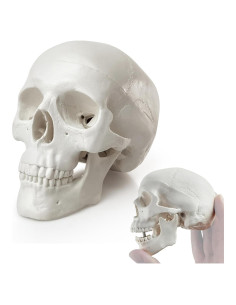 Cráneo Humano Mini HADWYN 3 Partes 8.89 cm Removible
