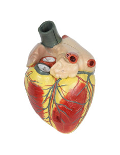 Modelo de Corazón Humano Grande Axis Scientific 3x Real