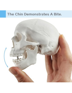 Cráneo Humano Mini HADWYN 3 Partes 8.89 cm Removible 2