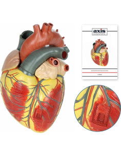 Modelo de Corazón Humano Grande Axis Scientific 3x Real 2