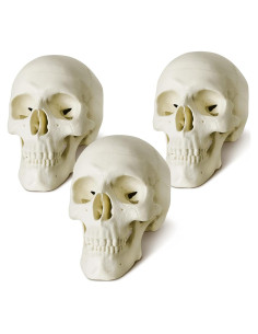 Modelo de Cráneo Humano Miniatura NUEVO HORIZONTE 8.89 cm 3 Partes