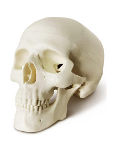 Modelo de Cráneo Humano Miniatura NUEVO HORIZONTE 8.89 cm 3 Partes 2