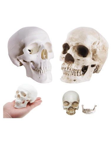Paquete de 2 Calaveras Decorativas Haniforever - Modelo Humano