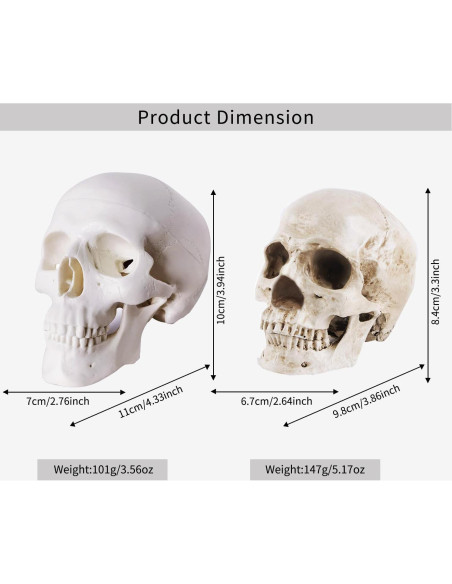 Paquete de 2 Calaveras Decorativas Haniforever - Modelo Humano Paquete de 2 Calaveras Decorativas Haniforever - Modelo Humano