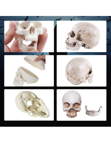 Paquete de 2 Calaveras Decorativas Haniforever - Modelo Humano