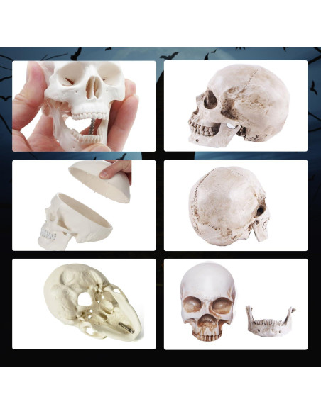 Paquete de 2 Calaveras Decorativas Haniforever - Modelo Humano Paquete de 2 Calaveras Decorativas Haniforever - Modelo Humano