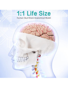 Modelo Anatómico Cráneo Humano y Cerebro LVCHEN 24x18cm 2